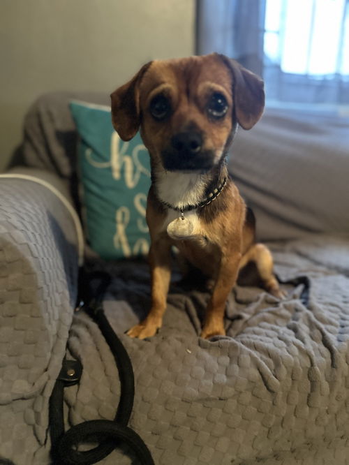 picture of the dog needing adoption
