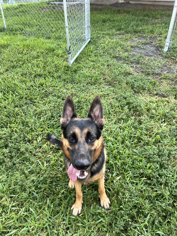 adoptable Dog in Royal Palm Beach, FL named Storm