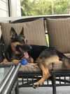 adoptable Dog in Royal Palm Beach, FL named Storm