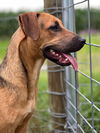 adoptable Dog in  named Milkshake