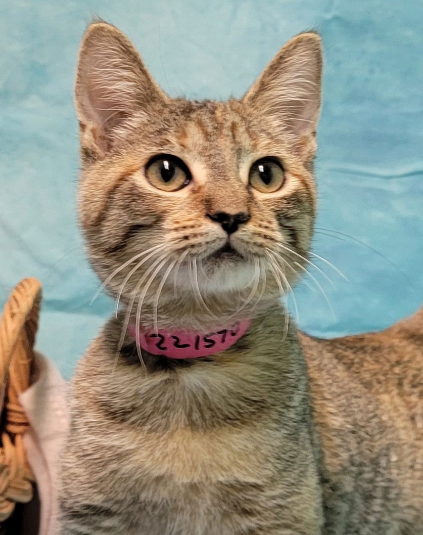Cats for Adoption in Auburn, Alabama Alpha Paw
