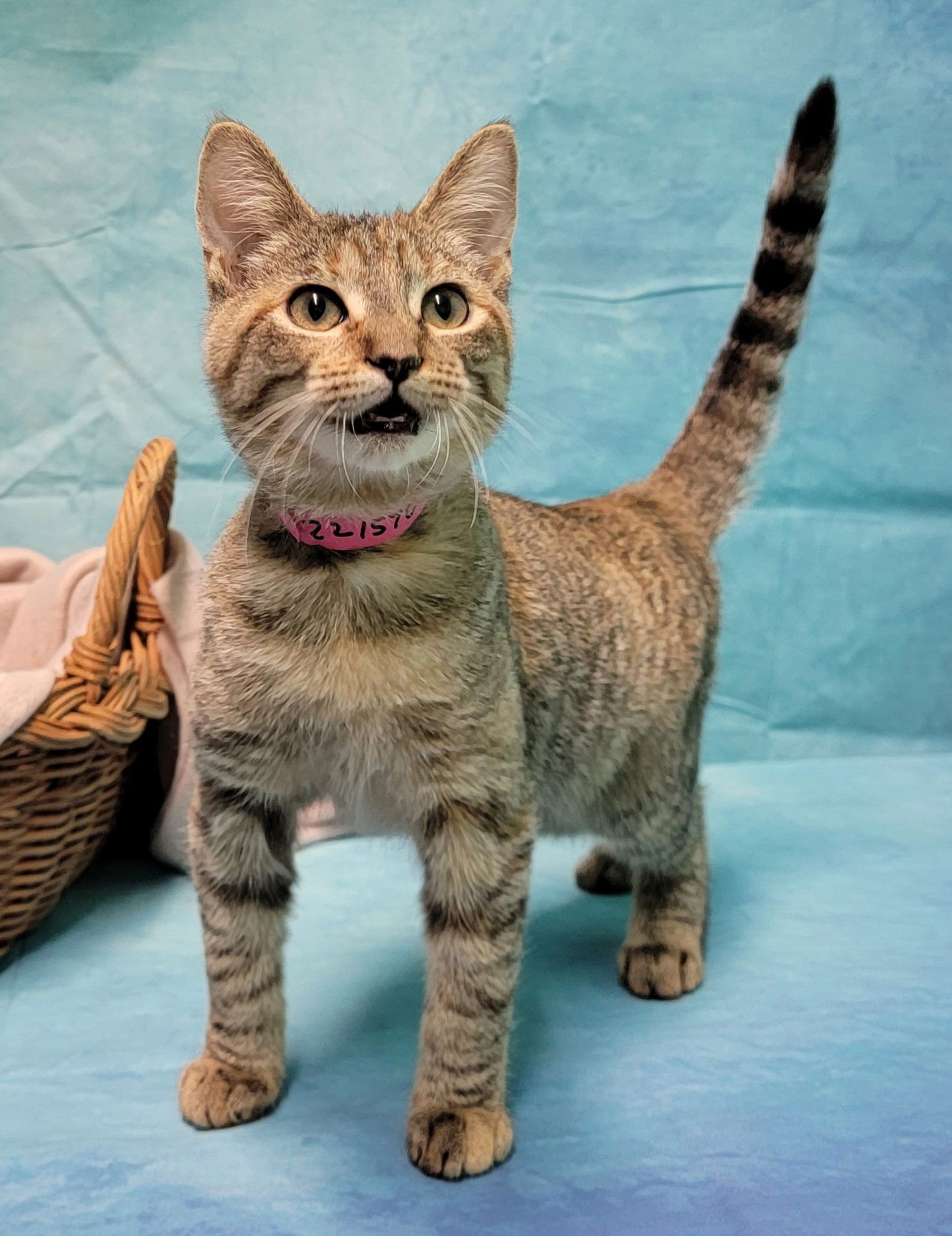 Cats for Adoption in Auburn, Alabama Alpha Paw