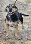 adoptable Dog in Wetumpka, AL named 241460  Mia