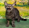 adoptable Cat in wetumpka, AL named 250929  Alpha