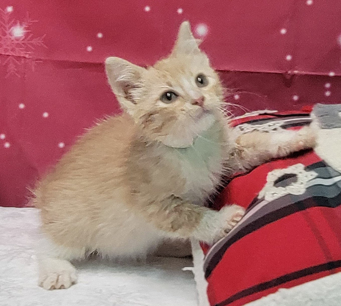 Cats for Adoption in Montgomery County, Alabama Alpha Paw