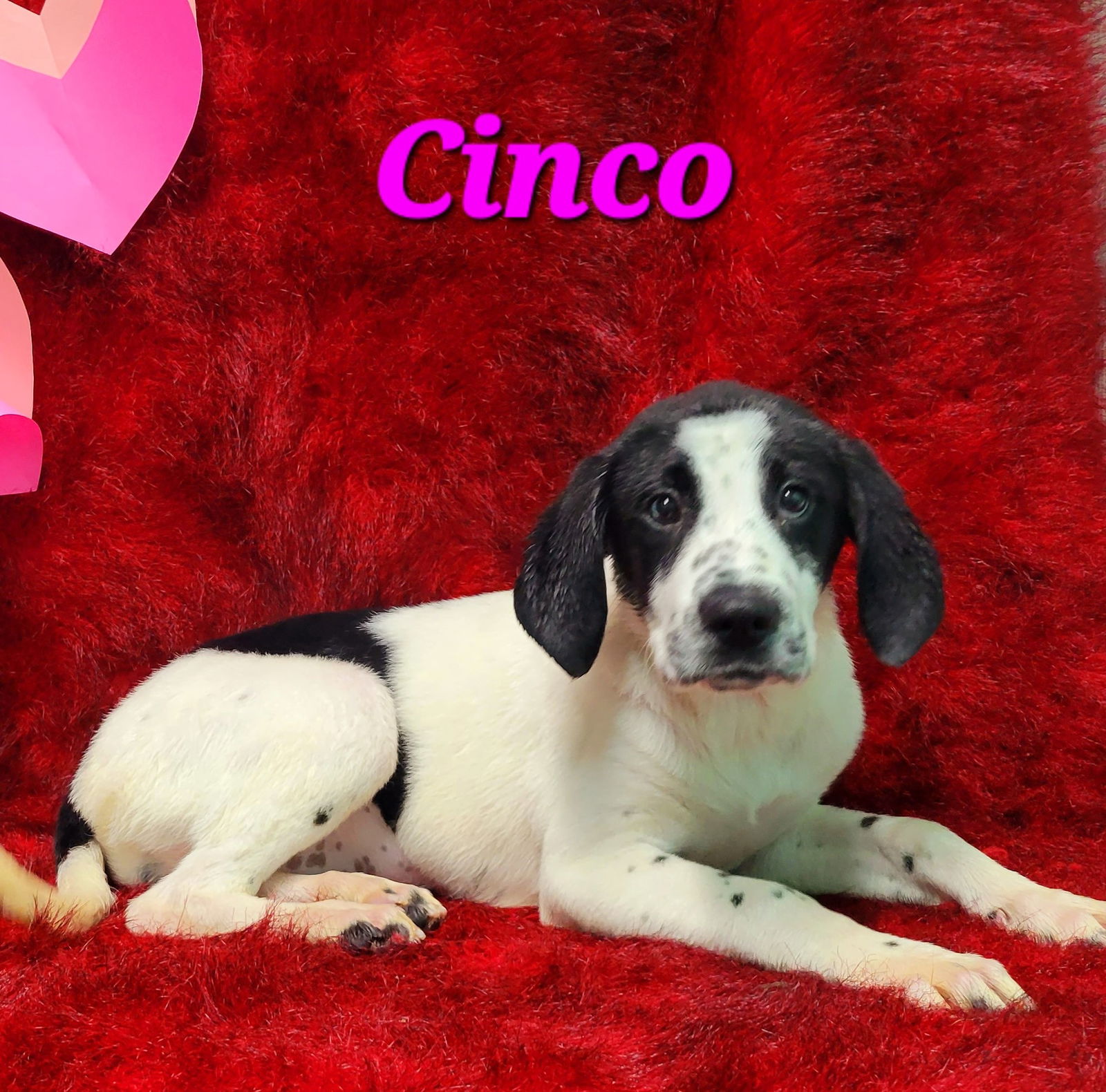 Dog for Adoption 221981 Cinco, a Great Dane in Lee County, AL Alpha Paw