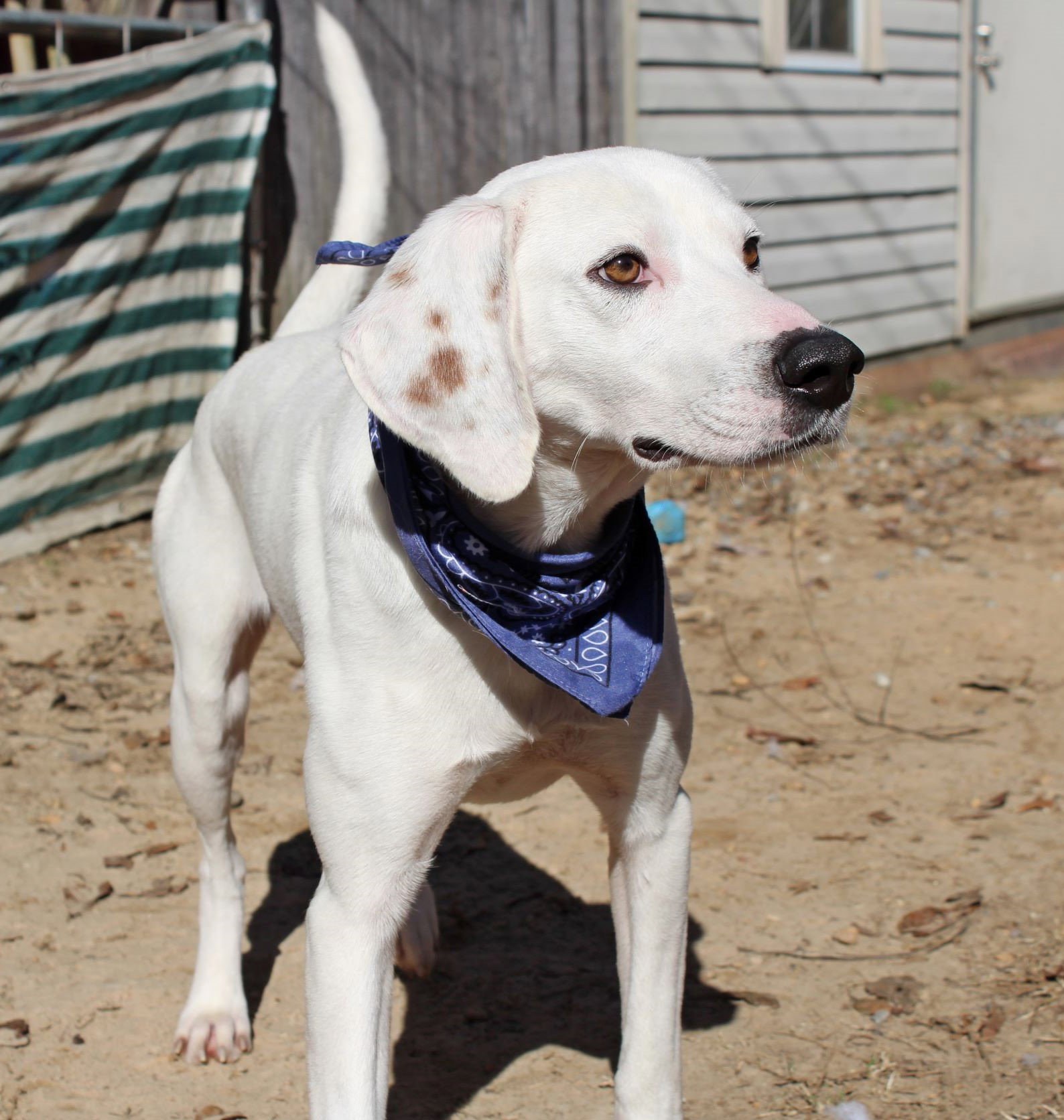 Dog for Adoption 222142 Phoenix, a Pointer in Montgomery, AL Alpha Paw