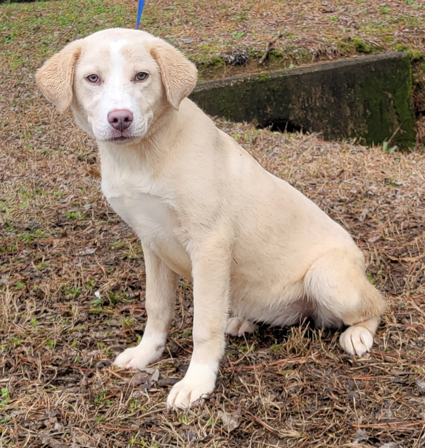 Dog for Adoption 222120 Laurel, a Labrador Retriever in Coosada, AL