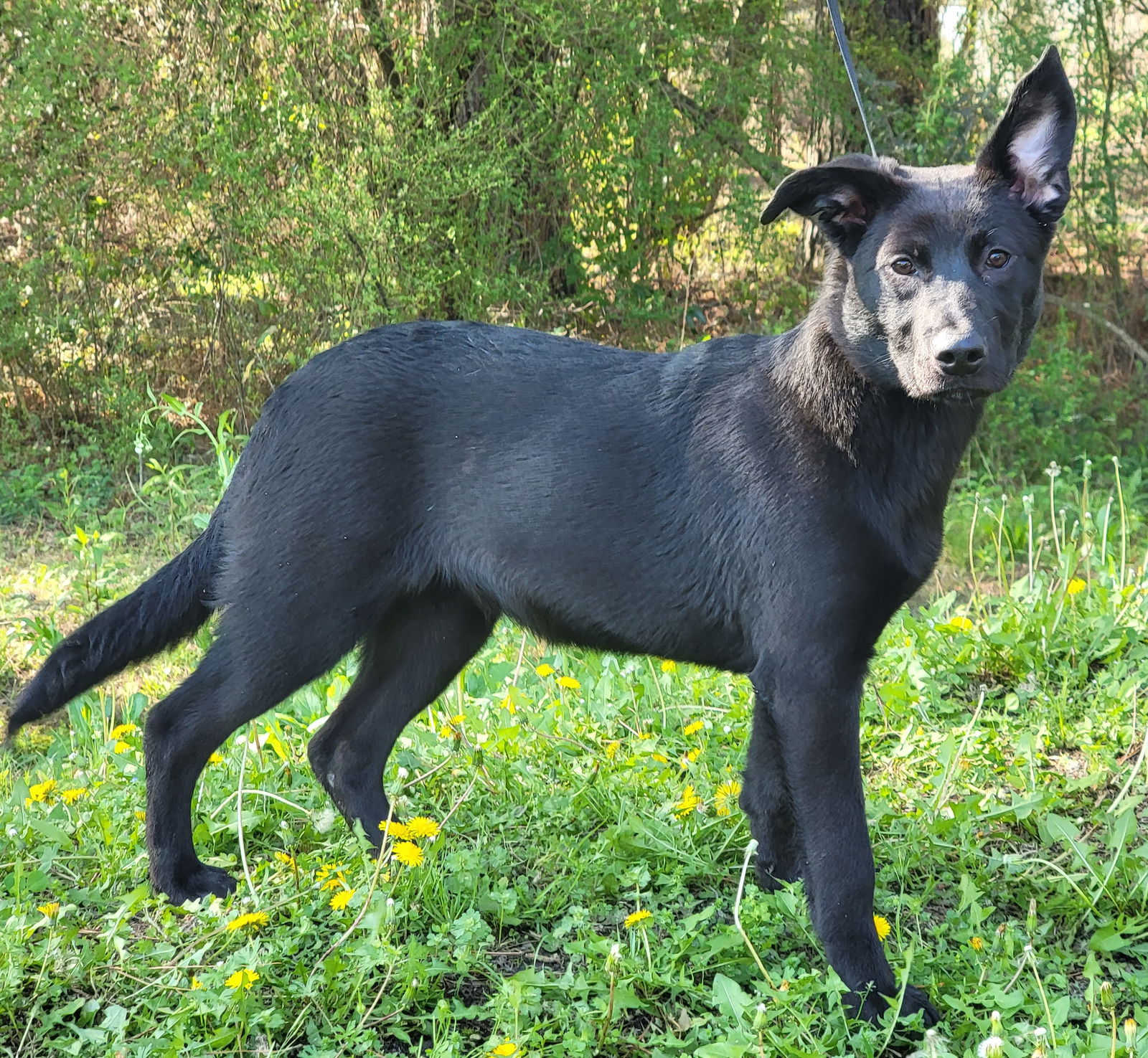 Dog for Adoption - 230199 Lucy Lu Who, a Shepherd in Selma, AL | Alpha Paw