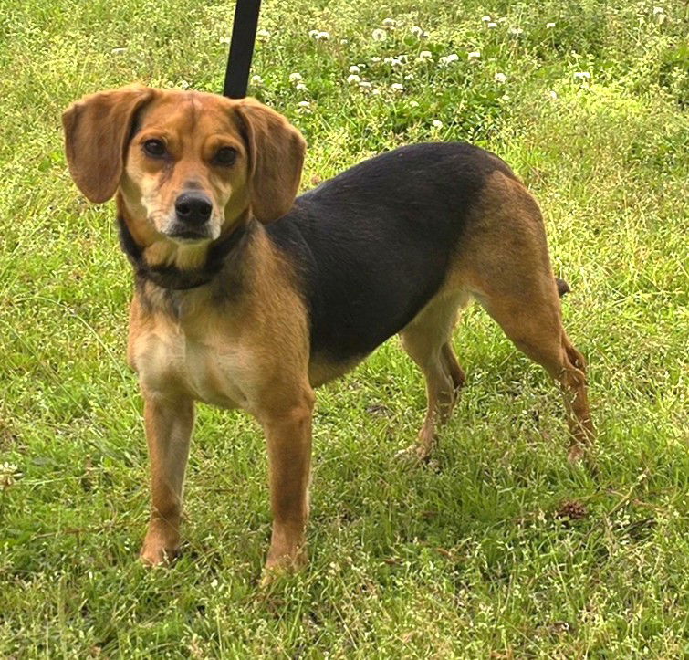 adoptable Dog in Wetumpka, AL named 250575   Millie