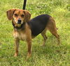 adoptable Dog in wetumpka, AL named 250575   Millie