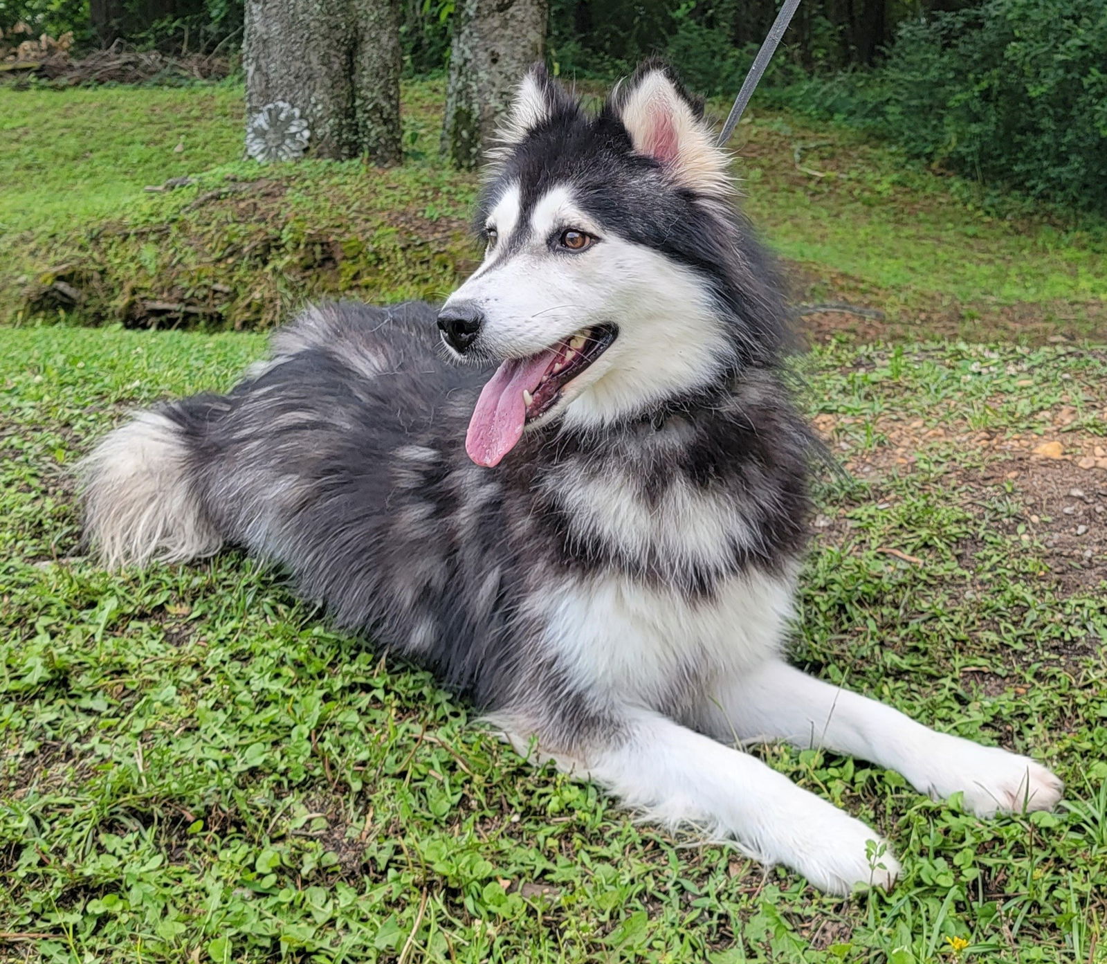 Dog For Adoption - 230676 Everest, A Siberian Husky In Rockford, Al 