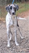 adoptable Dog in wetumpka, AL named 240152  Kurt