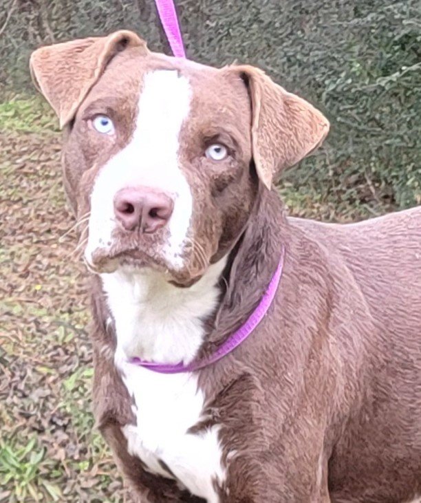 adoptable Dog in Wetumpka, AL named 232025  Bronco