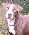 adoptable Dog in  named 232025  Bronco
