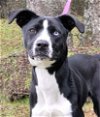 adoptable Dog in wetumpka, AL named 240366  Java