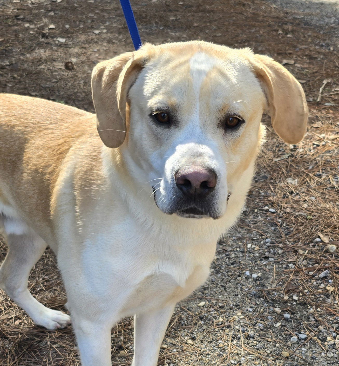 adoptable Dog in Wetumpka, AL named 240732  Scrappy