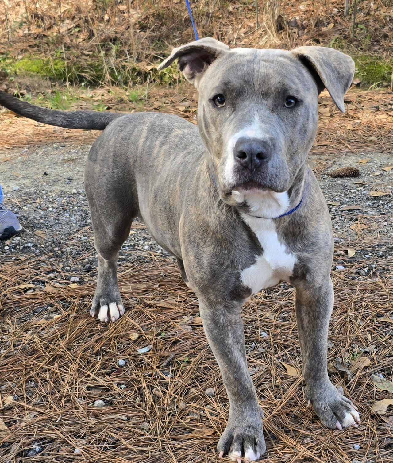 Dog for Adoption - 240094 Echo, a American Pit Bull Terrier in Macon ...