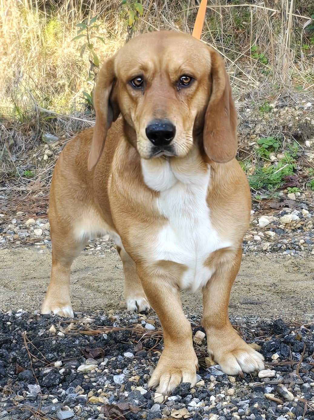 adoptable Dog in Wetumpka, AL named 240133  Copper