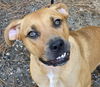 adoptable Dog in  named 241383  Missy