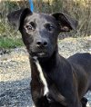 adoptable Dog in wetumpka, AL named 240126 Chidi