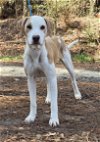 adoptable Dog in wetumpka, AL named 240165  Valentina