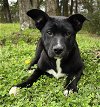 adoptable Dog in  named 240190  Buttercup