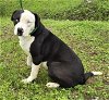 adoptable Dog in wetumpka, AL named 240217  Barry Blue