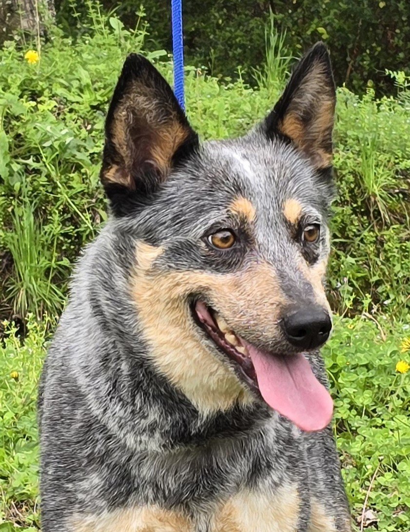 adoptable Dog in Wetumpka, AL named 240239  Roxie
