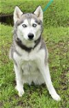 adoptable Dog in wetumpka, AL named 240265  Hera