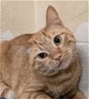 adoptable Cat in wetumpka, AL named 240301  Milo