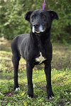 adoptable Dog in wetumpka, AL named 240219  Penne