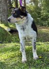 adoptable Dog in wetumpka, AL named 240277 Jimmy John