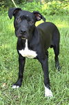 adoptable Dog in , AL named 240679  Willow