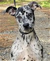 adoptable Dog in wetumpka, AL named 240326  Calypso