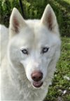 adoptable Dog in wetumpka, AL named 240565  Mika