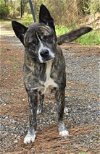 adoptable Dog in wetumpka, AL named 240351  Moonshine