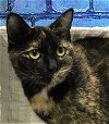 adoptable Cat in wetumpka, AL named 240299 Serena & Venus
