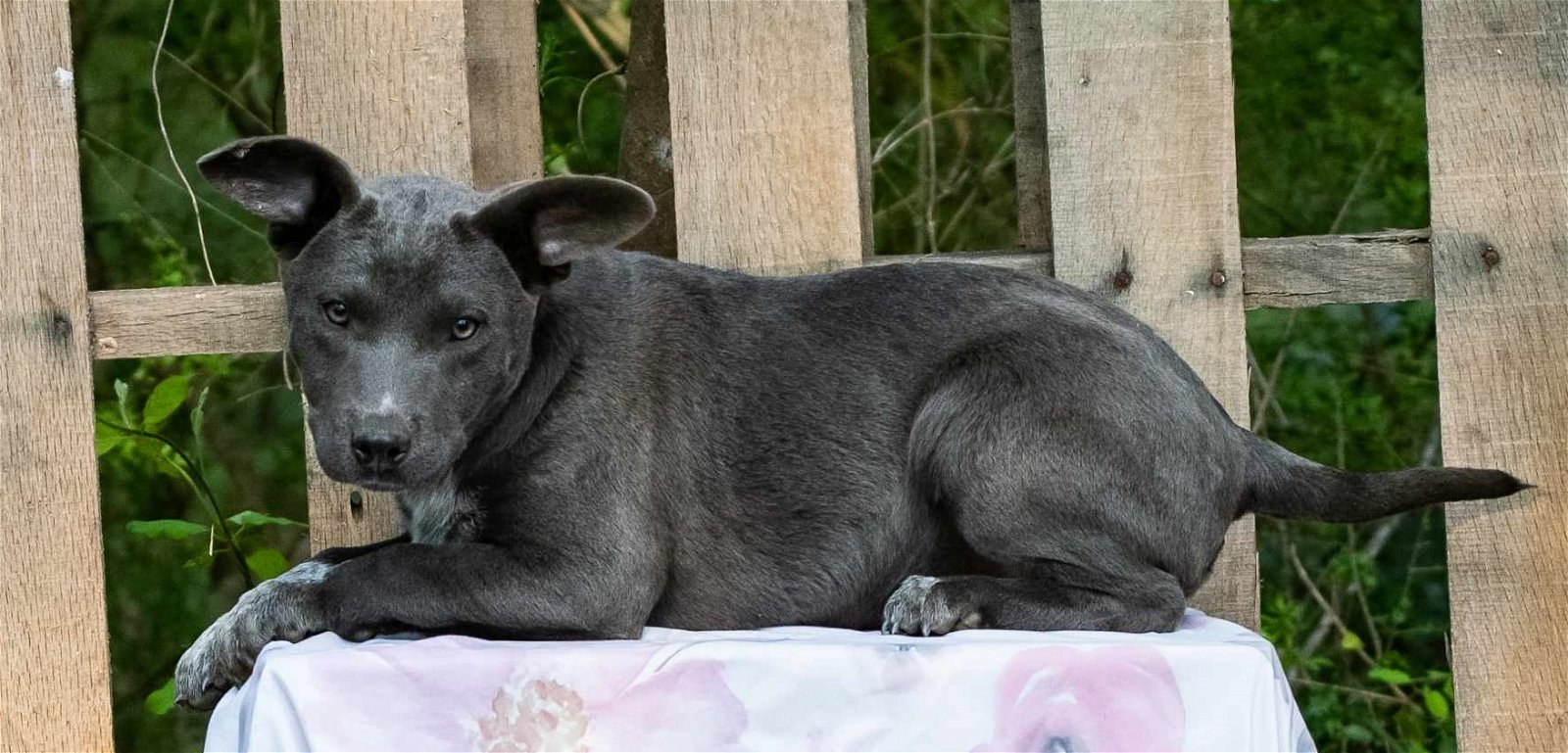 adoptable Dog in Wetumpka, AL named 240424  Amelia