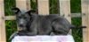 adoptable Dog in wetumpka, AL named 240424  Amelia
