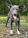 adoptable Dog in , AL named 241294  Amelia