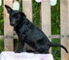 adoptable Dog in wetumpka, AL named 240424  Sooty