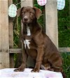 adoptable Dog in wetumpka, AL named 240424  Nibs