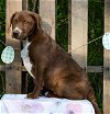 adoptable Dog in wetumpka, AL named 240424  Willie Wonka