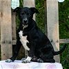 adoptable Dog in  named 240424  Flint