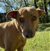 adoptable Dog in wetumpka, AL named 240419  Suma