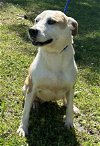 adoptable Dog in wetumpka, AL named 240423  Nugget