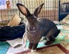 adoptable Rabbit in wetumpka, AL named 240171  Aesop