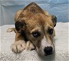 adoptable Dog in wetumpka, AL named 240383  Terabitha
