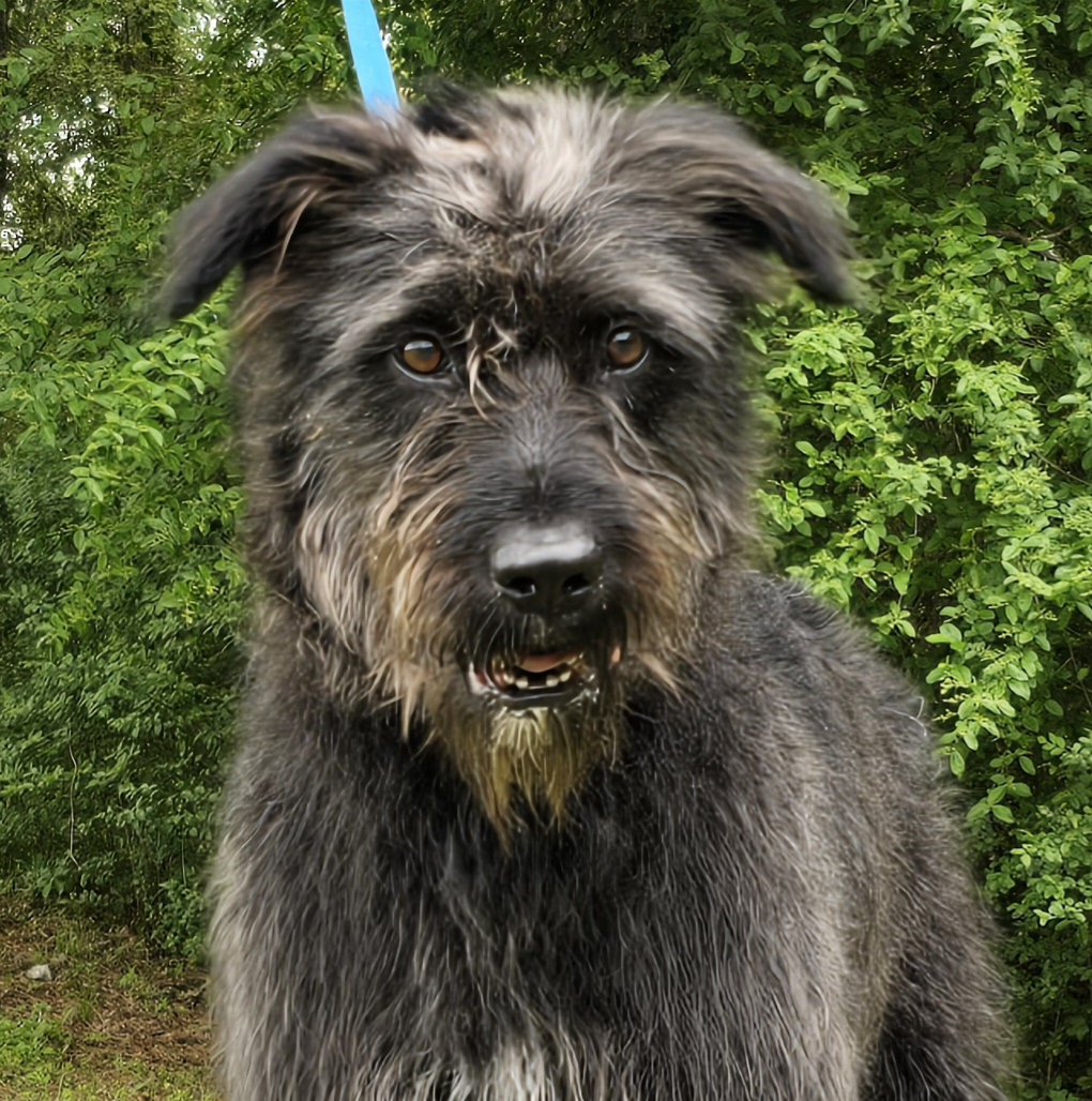 adoptable Dog in Wetumpka, AL named 240427 Downy